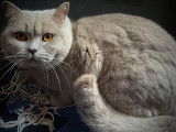 Chat adulte British Shorthair LOOF lilas pour une saillie