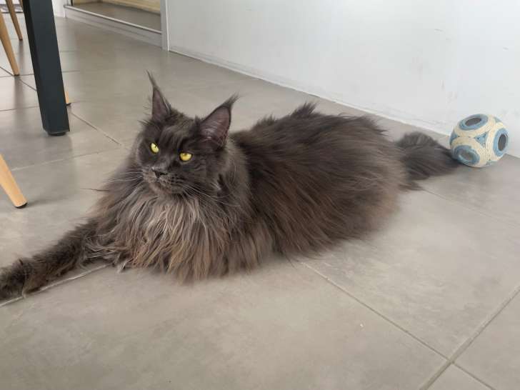 Chatte Maine Coon LOOF à vendre