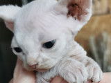 Chaton mâle Sphynx LOOF à vendre