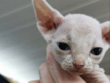 Chaton mâle Sphynx LOOF à vendre