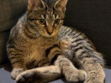 Chatonne à adopter