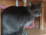 Chat gris en attente d&rsquo;une famille
