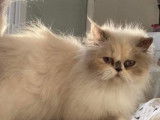 Cherchant une famille, 2 chatonnes noire et blanche