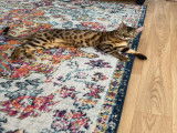 Chat Bengal LOOF disponible pour saillie