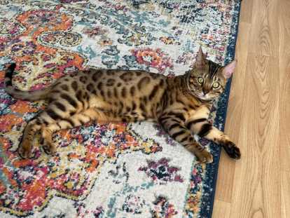 Chat Bengal LOOF disponible pour saillie