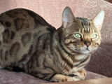 Chat Bengal LOOF disponible pour saillie