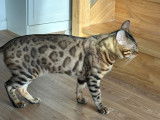 Chat Bengal LOOF disponible pour saillie