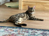 Chat Bengal LOOF disponible pour saillie