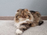 Chatte Highland Fold marron tortie de 7 ans LOOF &agrave; vendre
