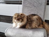 Chatte Highland Fold marron tortie de 7 ans LOOF &agrave; vendre