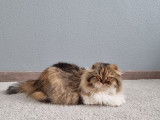 Chatte Highland Fold marron tortie de 7 ans LOOF &agrave; vendre