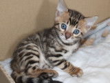 2 chatons Bengalm 1mâle et 1 femelle à la réservation (LOOF)