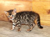 2 chatons Bengalm 1mâle et 1 femelle à la réservation (LOOF)