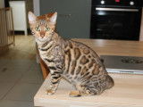 2 chatons Bengalm 1mâle et 1 femelle à la réservation (LOOF)