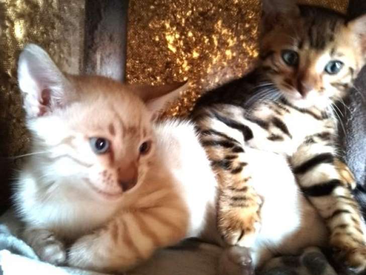 2 chatons Bengalm 1mâle et 1 femelle à la réservation (LOOF)