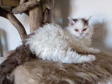 Chaton Selkirk Rex mâle bicolore à vendre (LOOF)