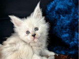 3 chatonnes Maine Coons LOOF à réserver