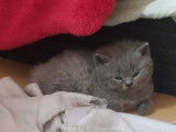 Un chaton Scottish Straight bleu à réserver (LOOF)