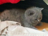 Un chaton Scottish Straight bleu à réserver (LOOF)