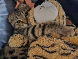 Chaton Scottish Fold typ&eacute; Bengal m&acirc;le &agrave; vendre