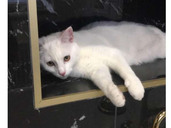 Topaze, chatte à adopter