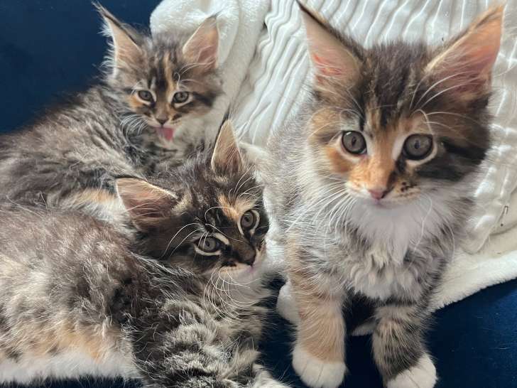 Chatons Maine Coon LOOF  à vendre
