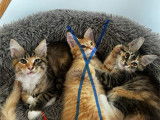 Chatons Maine Coon LOOF à vendre