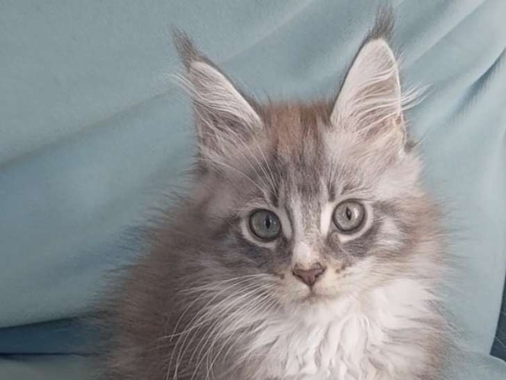 Chaton Maine Coon LOOF à vendre