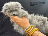 Chatons Highland Fold et Straight à vendre