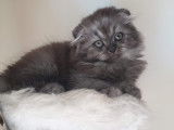 Chatons Highland Fold et Straight à vendre