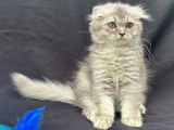 Chatons Highland Fold et Straight à vendre