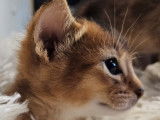 Chatons Abyssin reste 1 m&acirc;le LOOF