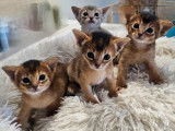 Chatons Abyssin reste 1 m&acirc;le LOOF