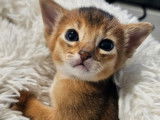 Chatons Abyssin reste 1 m&acirc;le LOOF