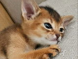 Chatons Abyssin reste 1 m&acirc;le LOOF