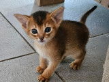 Chatons Abyssin reste 1 m&acirc;le LOOF