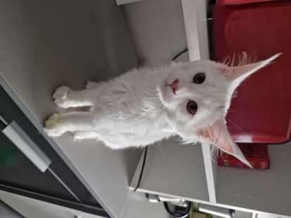 Chatons Maine Coon adorables à reserver