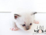 Chatons Sacré de Birmanie à vendre