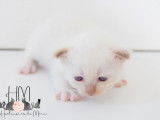 Chatons Sacré de Birmanie à vendre