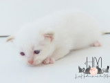 Chatons Sacré de Birmanie à vendre