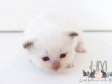 Chatons Sacré de Birmanie à vendre