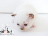 Chatons Sacré de Birmanie à vendre