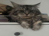 Mâle Maine Coon LOOF disponible pour saillie