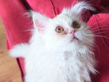 Chatons Persan petit prix