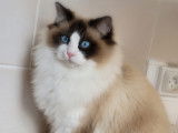 Mâle Ragdoll disponible pour saillie