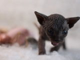 Chatons Sphynx à vendre