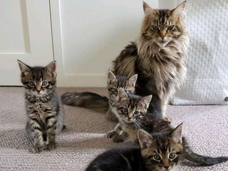 Chatons Maine Coon à donner