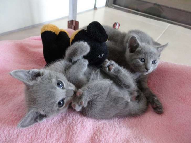 Chatons Bleu Russe à donner