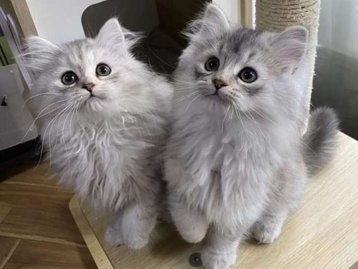 🐾 Deux adorables chatons cherchent leur famille pour la vie ! 🐾