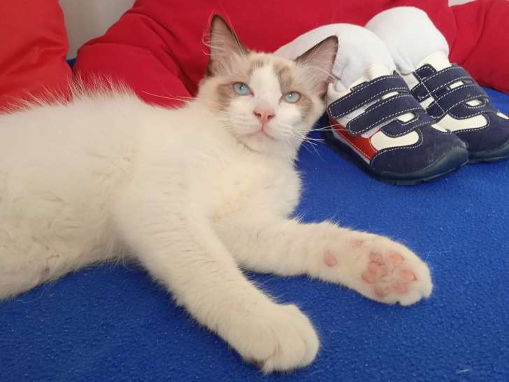 Chaton Ragdoll LOOF à vendre